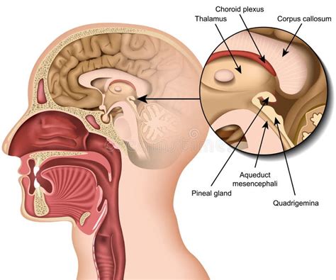 Anatomy Pineal Gland Medical Vector Illustration Isolated on White ...