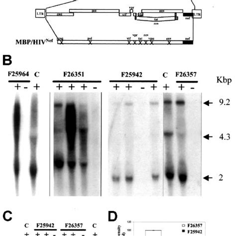 Structure And Expression Of The Mbp Hiv Nef Transgene A Diagram Of