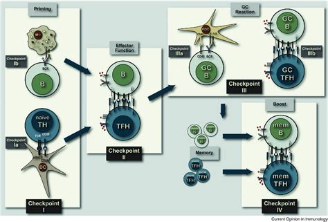 Figure 1 From Follicular Helper T Cells As Cognate Regulators Of B Cell