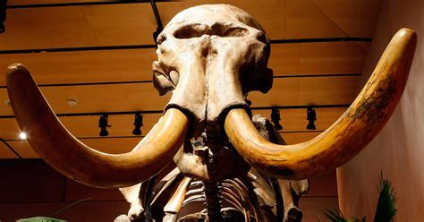 Island’s Mammoths May Have Been Thirsty at Their Extinction - The New ...