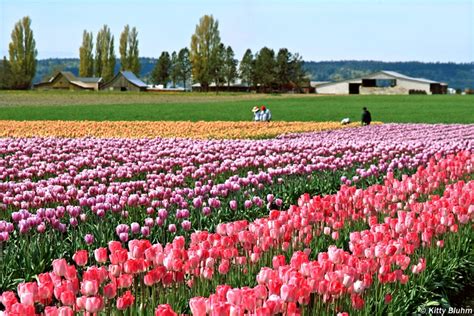 Skagit Valley Tulip Festival Plan Your Trip