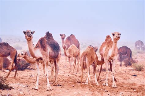 Camels in the desert stock photo. Image of desert, landscape - 299475194