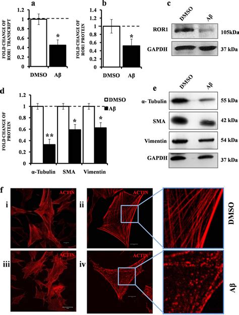 Deregulation Of Ror Key Signalling Proteins And Actin Cytoskeleton In