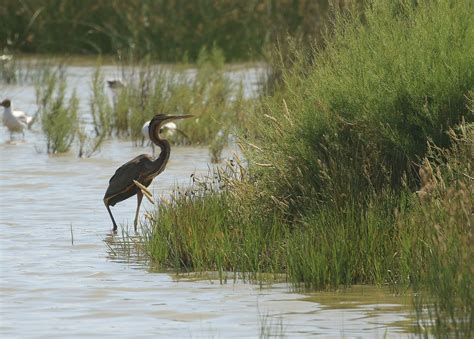 Purple Heron Daniel Lombard Flickr