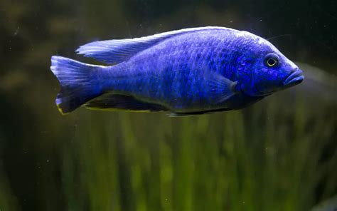 Electric Blue Cichlid Care: Complete Guide for Beginners - AquariumNexus