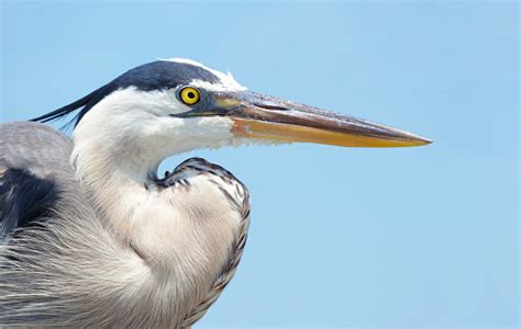 Closeup Of The Head And Neck Of A Great Blue Heron Stock Photo ...