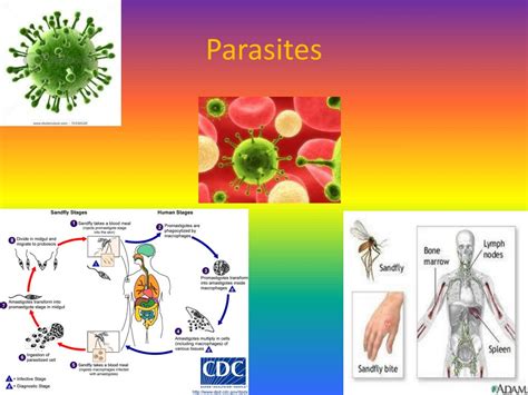 Ppt Parasites Powerpoint Presentation Free Download Id2375388