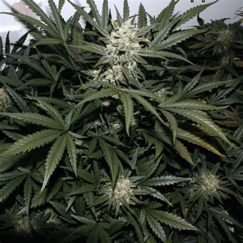 Pineapple Express Auto Seeds - Fast Buds Autoflowering Cannabis