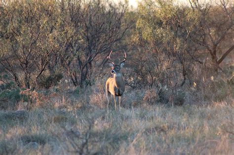 Texas deer hunting forecast remains bright heading toward new season