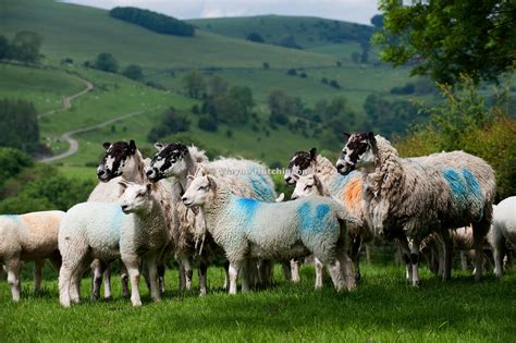 Hutchinson Photography Images Of Agriculture And Rural Life Flock