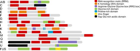 Members of the hnRNP protein family and the structure of their domains ...