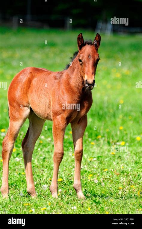 American Quarter Horse, Foal Stock Photo - Alamy