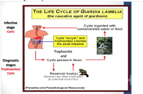 Parasitic Infections Flashcards Quizlet