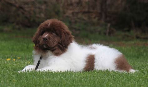 Newfoundland Puppies For Sale