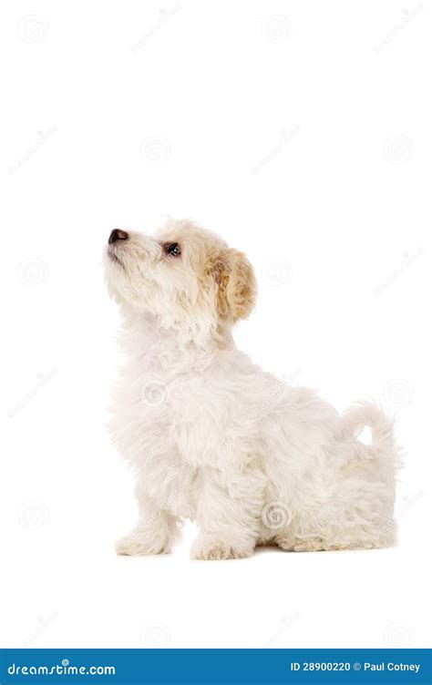 Filhote De Cachorro Sentado Isolado Em Um Fundo Branco Foto De Stock