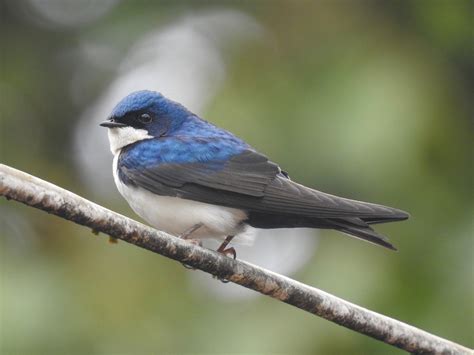 Blue And White Swallow Pygochelidon Cyanoleuca Birds Of The World