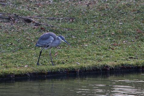 Blue Heron 2024 01 01 112018 Dimitrios Diamantaras Flickr