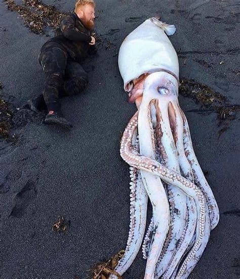 Giant squid washed up on beach on New Zealand : natureismetal