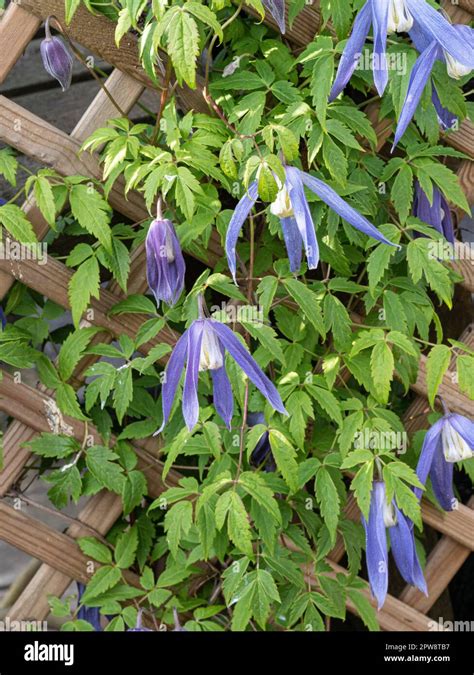 Clematis Alpina Blue Dancer Growing On A Trellis Showing The Hanging