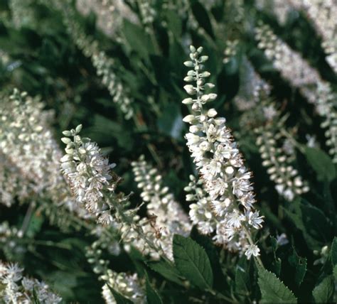 Clethra Alnifolia Hummingbird Summersweet Siteone