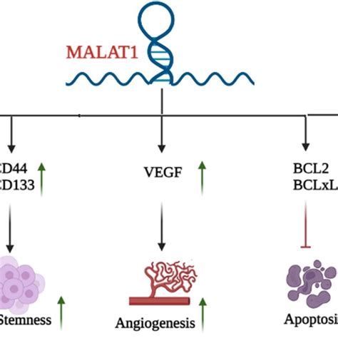 The Role Of MALAT1 In Regulation Of Oncogenic Genes In Their