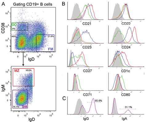 Fluorescence Activated Cell Sorting And Phenotypic Characterization Of