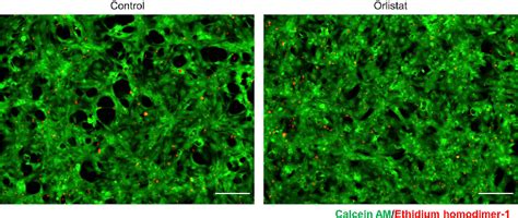 Figure 1 From Purification Of Cardiomyocytes And Neurons Derived From