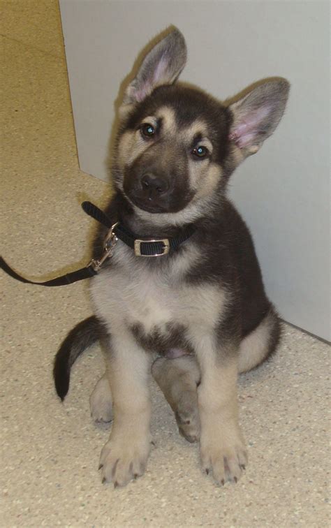 Tucker Is A 9 Week Old German Shepherd Shepherd Puppies German