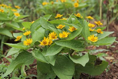 How To Plant And Grow Arnica Gardeners Path