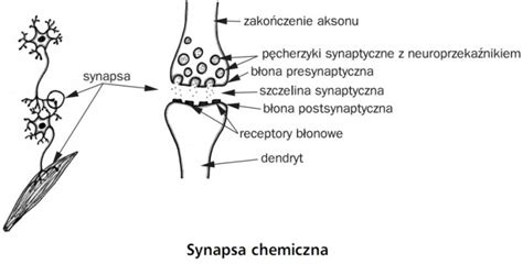 Regulacja Nerwowo Hormonalna