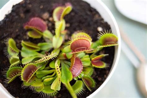 La planta carnívora Venus atrapamoscas Dionaea una fascinante