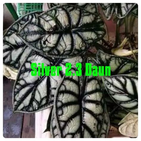 Jual Dragon Silver Rawatan Shopee Indonesia