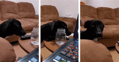 Tiktok Viral Perro Aprovecha Distracci N De Su Due A Para Robarle Su