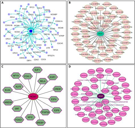 A The Proteinprotein Interaction Network Of Mcm Round Box