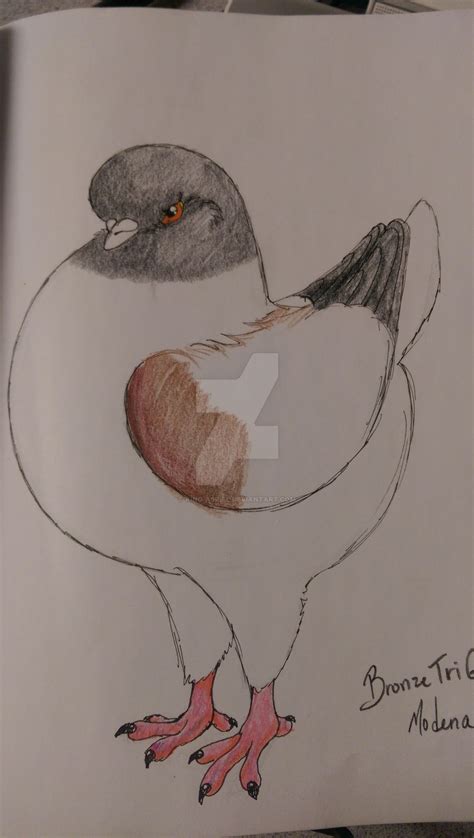 Modena Pigeon by king-asriel on DeviantArt