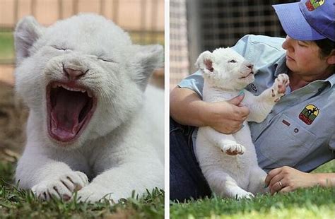 澳洲動物園降生4隻稀有白獅子 全球僅存500頭珍貴過熊貓 每日頭條