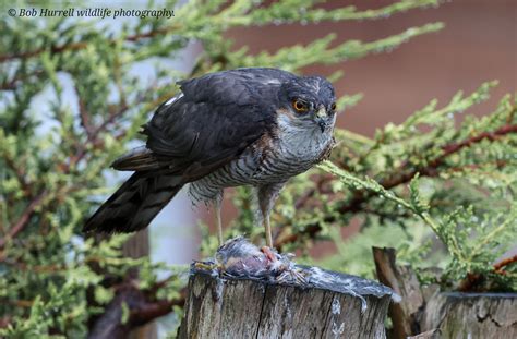 Sparrowhawk Garden Visitor Bob Hurrell Wildlife Flickr