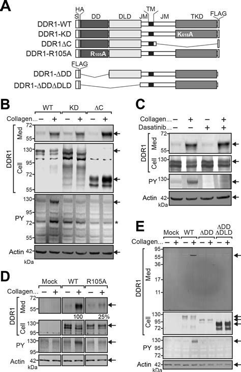 ADAM10 Controls Collagen Signaling And Cell Migration On Collagen By