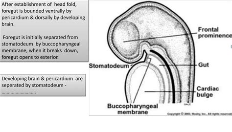 Pharyngeal Arches And Pouches Ppt