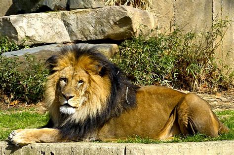 Tigers And Lions Live Webcams Zoos Around The World