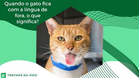 Quando O Gato Fica A L Ngua De Fora O Que Significa