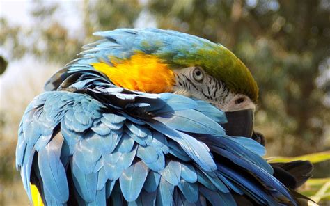 Download wallpapers Blue-yellow macaw, beautiful parrot, macaw ...