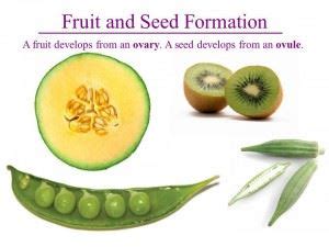 Seeds And Fruits Significance Of Seeds And Fruits Formation