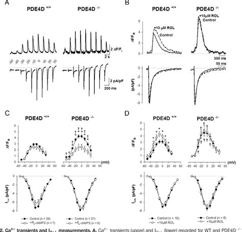 Figure 2 From Phosphodiesterase 4d Regulates Baseline Sarcoplasmic