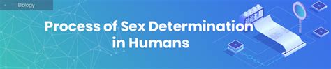 Process Of Sex Determination In Humans TopDissertations