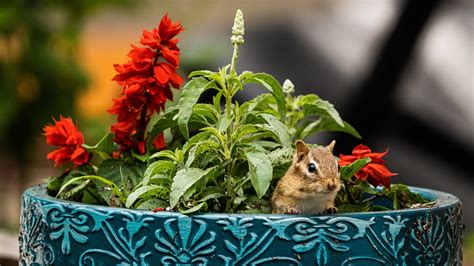 The Aluminum Foil Hack People Use To Keep Chipmunks Out Of Flower Pots