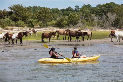 Boat Tours Archive Chincoteague