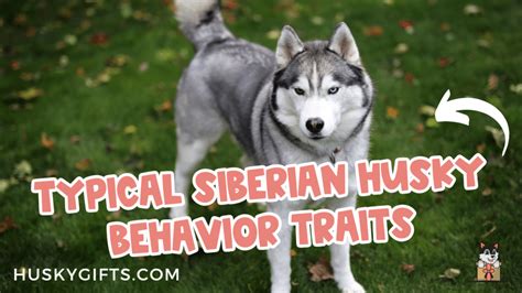 Siberian Husky Behavior Traits (Everything You Need To Know)