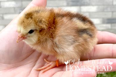 Multigenerational Olive Eggers Day Old Chicks Clucksandwaddles