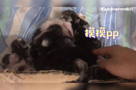 小奶猫被主人偷摸pp，当场暴跳如雷，奶凶奶凶的！